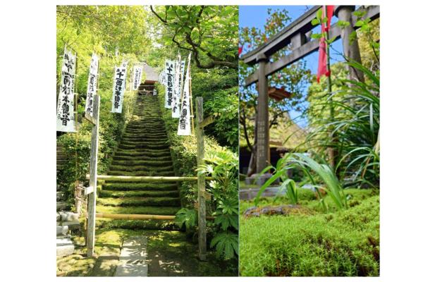 ＜6/14(土),15(日)開催＞【鎌倉最古のお寺「杉本寺」】で苔博士と苔住職と一緒に楽しむ苔体験～2025年初夏