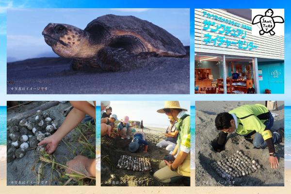 【産卵調査員と行く】絶滅危惧種ウミガメ卵の観察会～浜松駅発着バス送迎付～◎