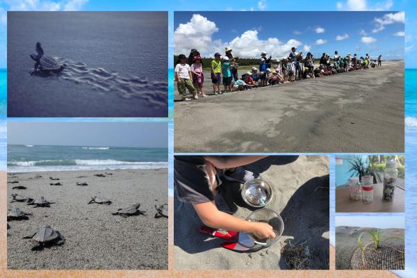 ～ウミガメの赤ちゃんを大海原へお見送り～中田島砂丘で子ガメ観察会とボランティア活動