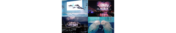 【横浜・八景島シーパラダイス花火】花火シンフォニアの特別観覧席＋４つの水族館を楽しむアクアリゾーツパス