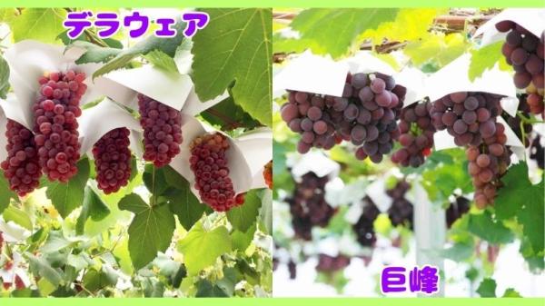 【EX会員価格】旬の味覚狩り「ぶどう狩り」を時間無制限の食べ放題で満喫！＠蒲郡オレンジパーク