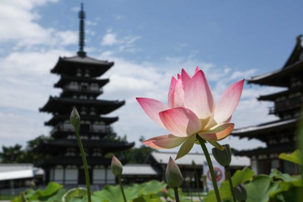 【蓮の花の寺を巡る】朝の薬師寺・唐招提寺を僧侶のご案内付きで参拝