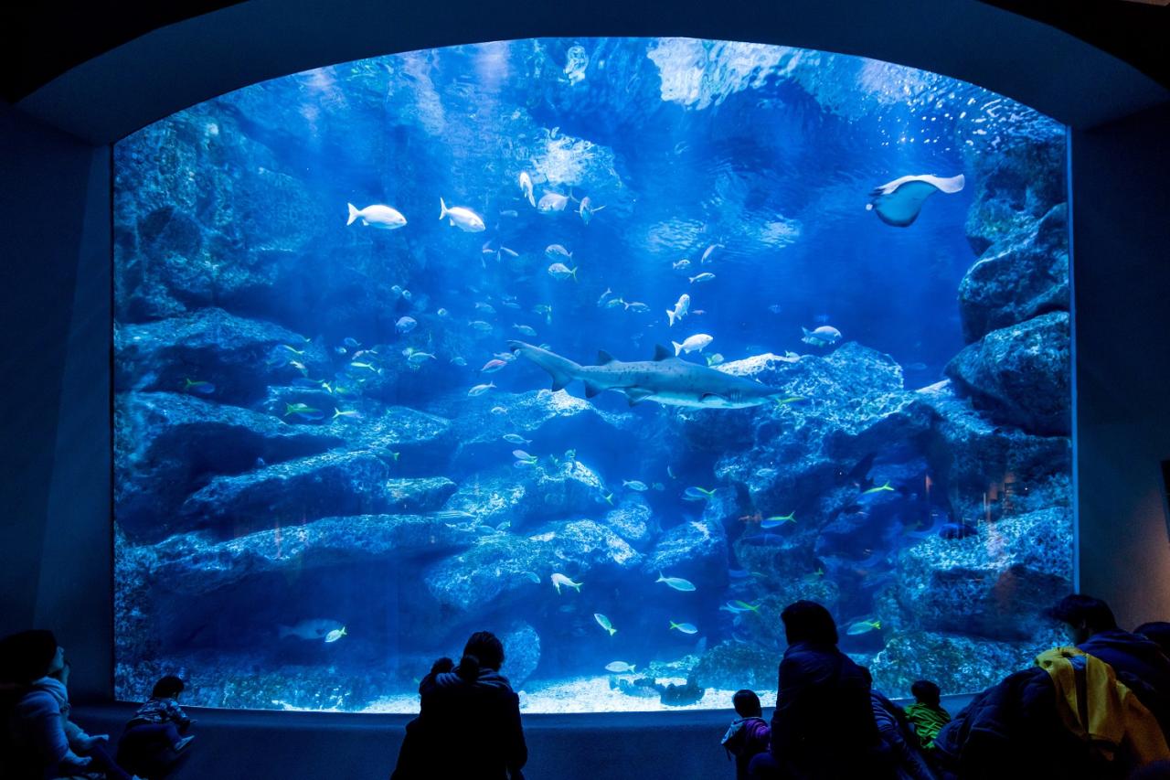 『いきものたちに会いに行く、公園みたいな水族館。』すみだ水族館　入場券
