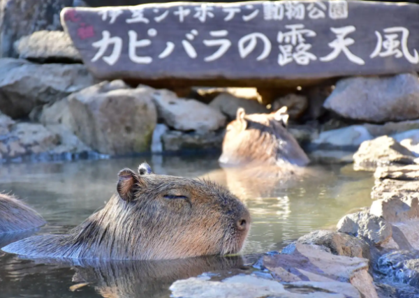 かわいい動物たちと触れ合える！伊豆シャボテン動物公園　入場券