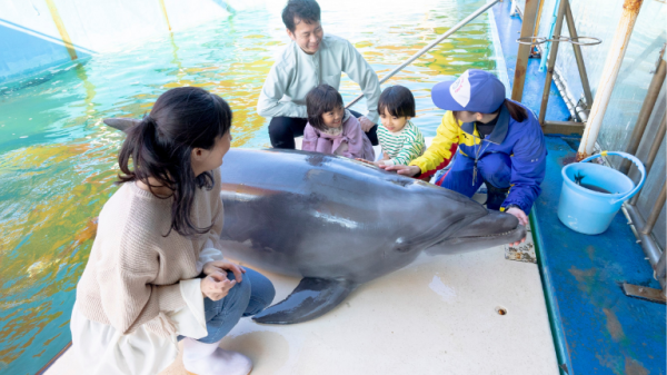 飼育員フルアテンド！イルカ島飼育員体験（各回5名様限定）