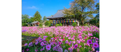 【早朝貸切】奈良 般若寺 コスモスと白鳳秘仏公開【季節限定コスモス御朱印付きも！】
