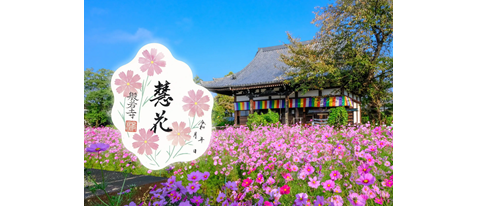 【早朝貸切】奈良 般若寺 コスモスと白鳳秘仏公開＜季節限定コスモス御朱印付き＞