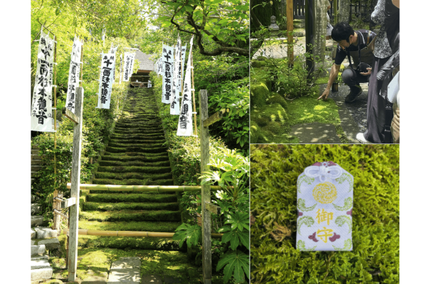 ＜11/22(土),23(日祝)開催＞【鎌倉最古のお寺「杉本寺」】で苔師と苔住職と一緒に楽しむ苔むす守りと苔庭づくり