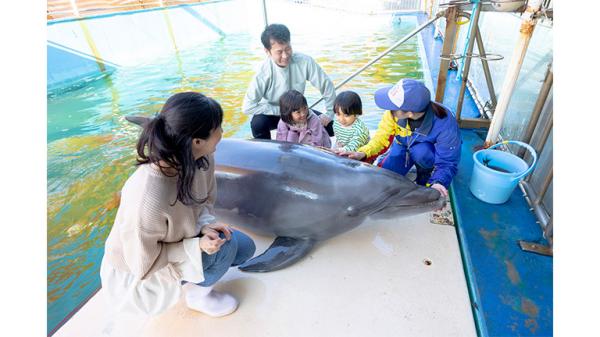 飼育員フルアテンド！イルカ島飼育員体験（各回5名様限定）