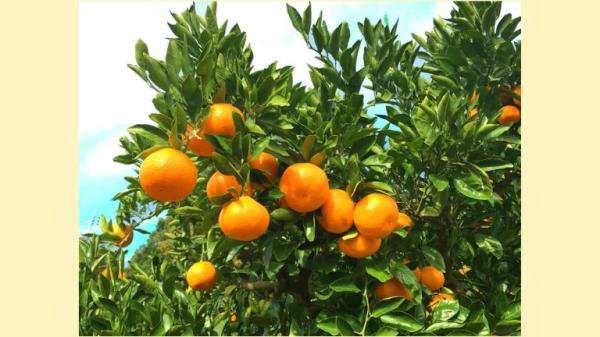 【旬の味覚を満喫♪】時間無制限！食べ放題＆みかん1kgのお土産付き！！みかん狩りセット入園券