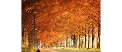 貸切バスで行く！近江屈指の紅葉名所 鶏足寺＆メタセコイア並木（近江牛ランチ付き）