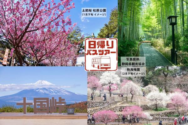 【熱海駅発】日帰り周遊バスツアー ～早春の伊豆めぐり 熱海梅園梅まつり・土肥桜ライトアップ～