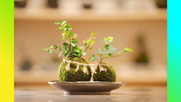 伊勢夫婦岩めおと横丁　苔玉作り体験