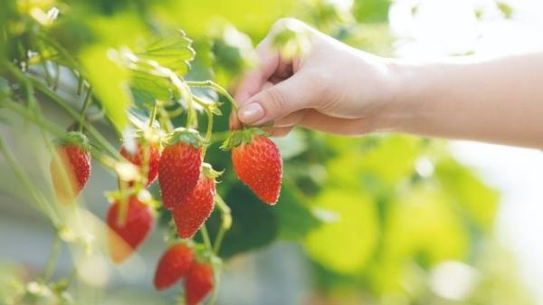 【心ゆくまで満喫♪】時間無制限！旬の味覚を楽しむ「いちご狩り」食べ放題♪