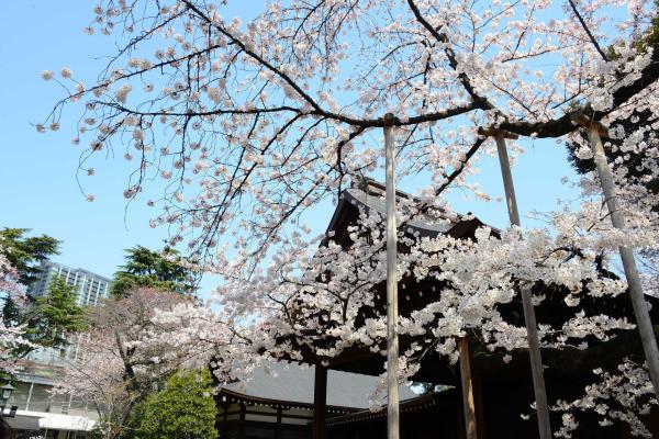 開花宣言の地 靖國神社で桜鑑賞 ～桜御朱印付き～