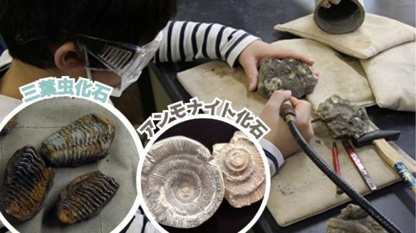 【春休み限定】本物の化石でリアル化石研究体験！アンモナイト＆三葉虫 化石クリーニング（実物化石お持ち帰り）