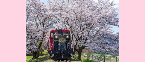 春の嵯峨野トロッコ列車と一緒に楽しむ嵐山スイーツ「 zarame」の京綿菓子