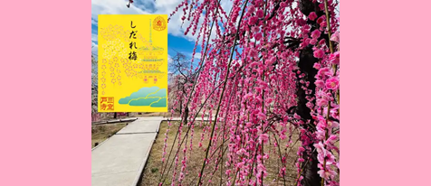 【三室戸寺×そうだ 京都、行こう。】 オリジナル切り絵御朱印