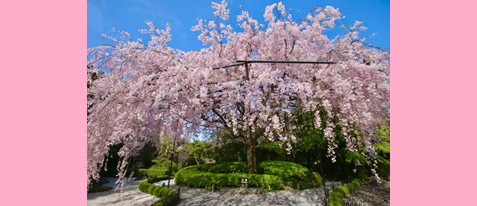 妙心寺退蔵院　～春のおすすめプラン～