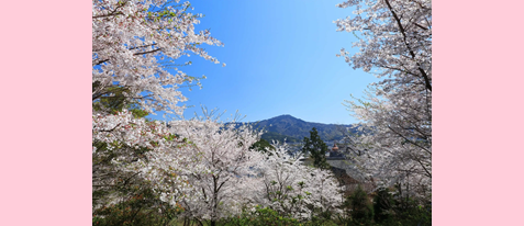 妙満寺の森サクラ山　特別公開と拝観
