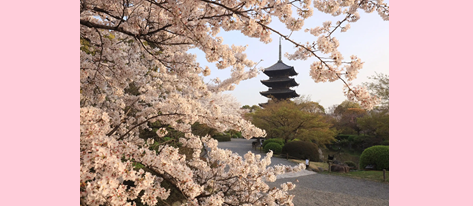 東寺　夜間特別拝観　先行入場～夕刻の移ろいを感じる～