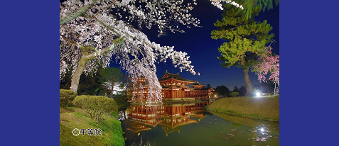 平等院　貸切特別拝観と鳳凰堂ライトアップ