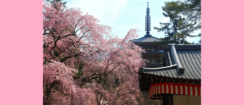 醍醐寺 伽藍　早朝貸切拝観～国宝・五重塔と桜の競演～