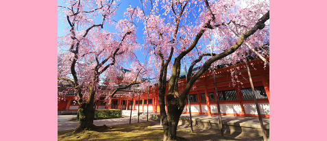 【切り絵御朱印付き】平安神宮　神苑非公開エリアで桜鑑賞