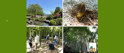 【お寺で体験！】京都 西山・正法寺で学んで楽しむ「京たけのこ」掘り体験