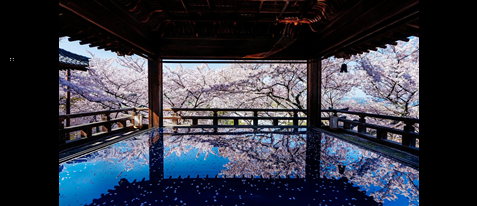 【先行販売】桜のリフレクションを独占！三井寺観月舞台 貸切撮影会