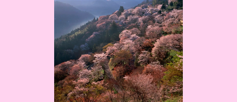 【大和八木駅発着バスツアー】桜の名所「吉野山」約3時間滞在と天空の庭「高見の郷」約100分滞在