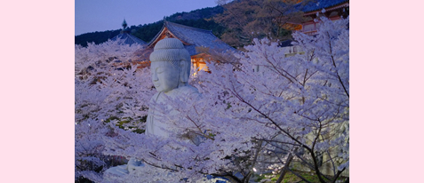 【京都駅発着バスツアー】桜の名所「吉野山」約3時間滞在と桜大仏がSNSで話題「壷阪寺」約2時間滞在