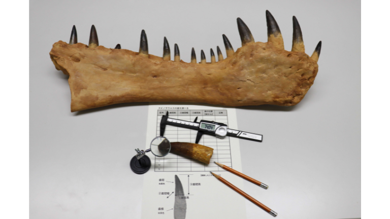 【1日2名様限定】マンツーマンで学ぶ！恐竜研究者体験（レプリカお持ち帰り）