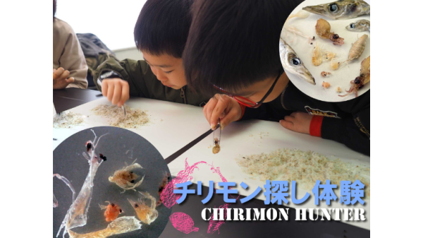 【エビ？ウミヘビ？タツノオトシゴ？】選別前のシラスには何が入っている？チリモン探し体験！