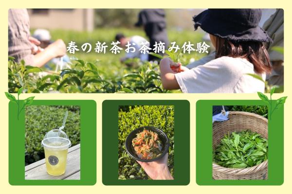 新茶お茶摘み体験＆茶畑ランチ｜新茶と桜えびのミニかき揚げ丼とお茶のペアリングで春満喫♪
