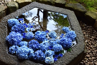 ～初夏を感じる～　鎌倉の一条恵観山荘　入園券