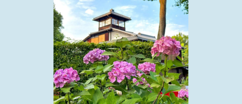 季節の移ろいを感じる庭園を眺める― 旧三井家下鴨別邸でのひととき（お抹茶・お茶菓子付）