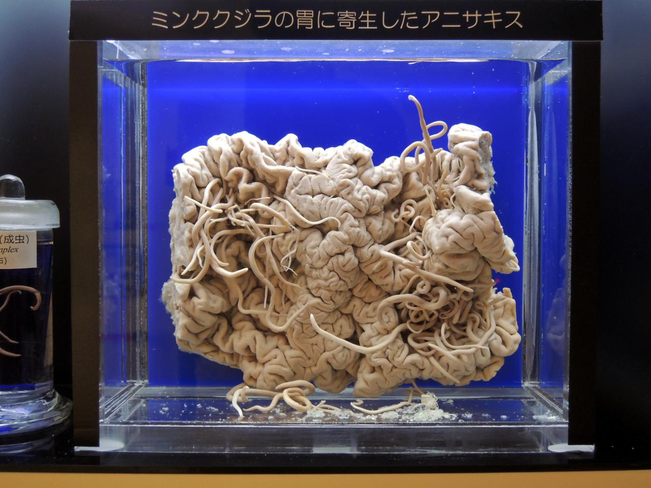 【大人気企画】館長の特別解説付き時間外貸切！日本で唯一の寄生虫専門博物館