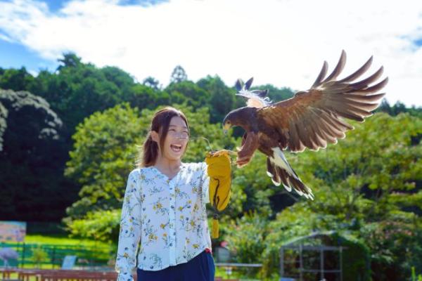 あなたの腕に一直線！大迫力のホークフライト体験（スイーツ付）@掛川花鳥園