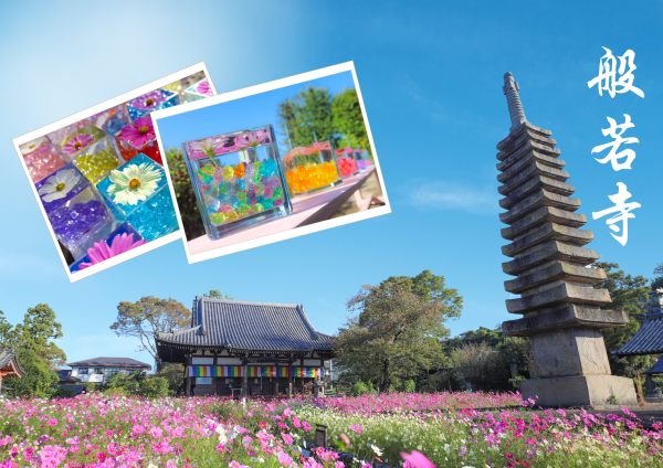 ～コスモス寺～般若寺の秋を彩る秋桜と白鳳秘仏早朝貸切特別拝観