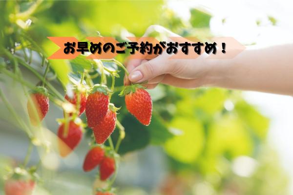 【時間無制限で食べ放題♪】旬の味覚狩り「いちご狩り」を満喫！