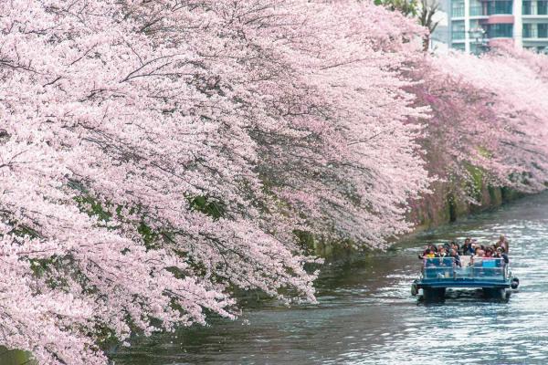 大好評！目黒川お花見クルーズ