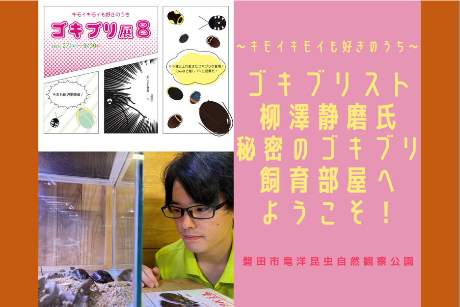 2025年3月21日・22日・29日開催 ゴキブリスト柳澤静磨氏秘密のゴキブリ飼育部屋へようこそ！※イメージ