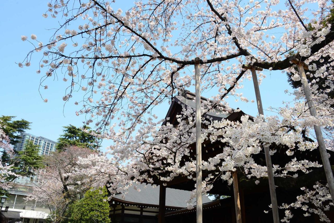 開花宣言の地 靖國神社で桜鑑賞（桜御朱印付き）