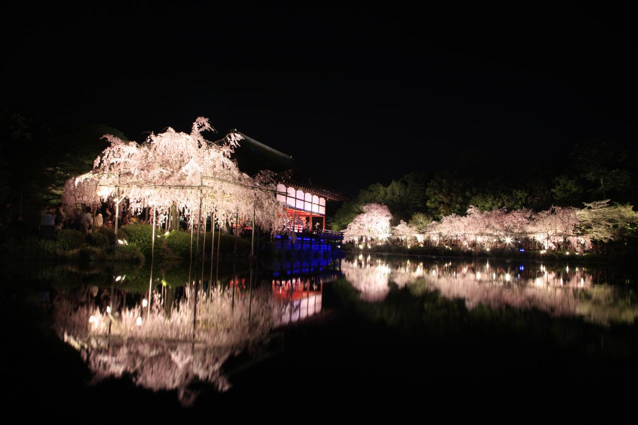 平安神宮　桜音夜　～紅しだれコンサート2025～　イメージ