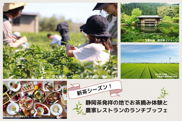 【新茶シーズン！】静岡お茶の名所めぐり！静岡茶発祥の地でお茶摘み体験と農家レストランのランチビュッフェ◎